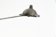 Foto von Bronzegürtelblech (NHMW-PRAE-023679)